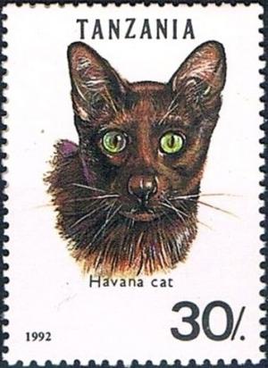 Colnect-2658-610-Havana-Brown-Felis-silvestris-catus.jpg