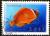 Colnect-1675-809-Tomato-Clownfish-Amphiprion-frenatus.jpg