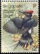 Colnect-1623-927-White-bellied-Woodpecker-Dryocopus-javensis.jpg