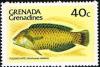 Colnect-2368-801-Puddingwife-Wrasse-Halichoeres-radiatus.jpg