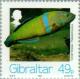 Colnect-120-723-Turkish-Wrasse-Thalassoma-pave.jpg