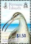 Colnect-2517-362-Bristle-thighed-Curlew-Numenius-tahitiensis-with-open-beak.jpg