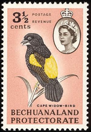 Colnect-2847-820-Cape-Widow-bird-Euplectes-capensis.jpg