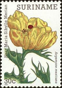 Colnect-4978-494-Mexican-Thorn-Poppy.jpg