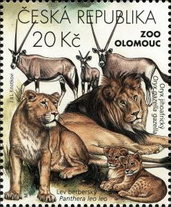 Colnect-3785-407-Gemsbok-Oryx-gazella-Lion-Panthera-leo.jpg