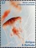 Colnect-6446-209-Brown-Jellyfish-Chrysaora-melanaster.jpg