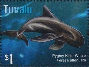 Colnect-6282-066-Pygmy-Killer-Whale.jpg