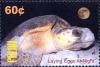 Colnect-3522-501-Laying-eggs-at-night.jpg