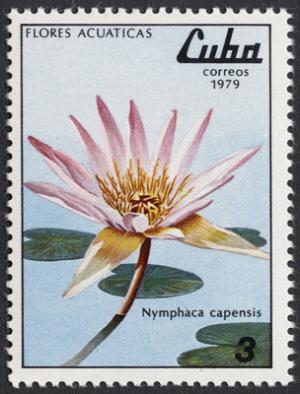 Colnect-852-886-Nymphaea-capensis.jpg