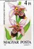 Colnect-5337-041-Ophrys-scolopax-cornuta.jpg