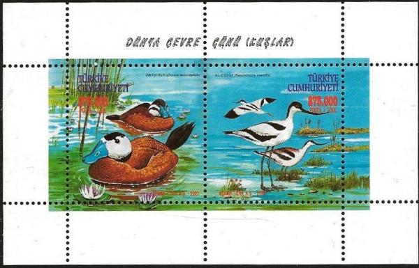 Colnect-5344-276-White-headed-Duck-Oxyura-leucocephala-Pied-Avocet-Recurv.jpg