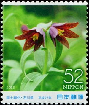 Colnect-5550-577-Chocolate-Lily-Fritillaria-camtschatcensis.jpg