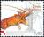 Colnect-389-982-European-Spiny-Lobster-Palinurus-elephas.jpg