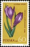 Colnect-3931-383-Crocus.jpg