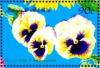 Colnect-4198-435-Pansy.jpg