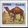 Colnect-2219-525-Camels.jpg
