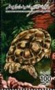 Colnect-5471-648-Turtle.jpg