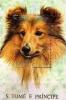 Colnect-5296-786-Collie.jpg