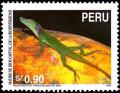 Colnect-1672-690-Spotted-Anole-Anolis-punctatus.jpg