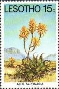 Colnect-1730-115-Aloe-saponaria.jpg