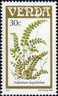 Colnect-2840-105-Ferns-Adiantum-hispidulum.jpg