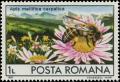 Colnect-5816-671-Carpathian-Honey-Bee-Apis-mellifica-carpatica-Landscape.jpg