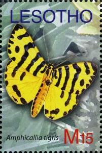 Colnect-1618-667-Moth-Amphicallia-tigris.jpg