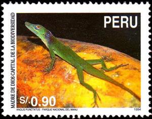 Colnect-1672-690-Spotted-Anole-Anolis-punctatus.jpg