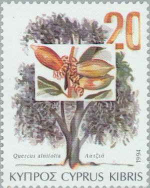 Colnect-179-029-Quercus-alnifolia-Golden-Oak.jpg