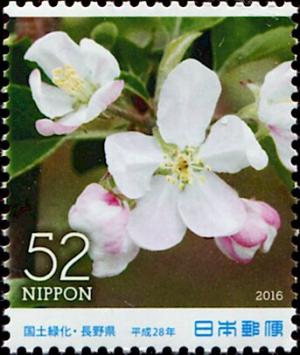 Colnect-5614-754-Apple-Blossoms.jpg