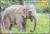 Colnect-4698-392-Asian-Elephant.jpg