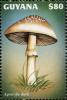 Colnect-3107-498-Agrocybe-dura.jpg
