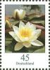 Colnect-4295-613-Nymphaea-alba---White-Waterlily.jpg