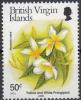 Colnect-3082-866-Yellow--amp--white-frangipani.jpg