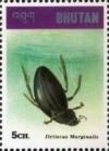 Colnect-3381-409-Great-Diving-Beetle-Dytiscus-marginalis.jpg
