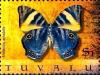 Colnect-3500-467-Evening-Brown-Butterfly-Melanitis-amabilis.jpg