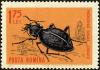 Colnect-4318-483-Ground-Beetle-Carabus-gigas.jpg