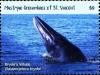 Colnect-6324-088-Bryde-s-Whale.jpg