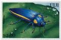 Colnect-3950-022-Jewel-Beetle-Paracupta-sp.jpg
