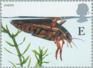 Colnect-123-493-Great-Diving-Beetle-Dytiscus-marginalis.jpg