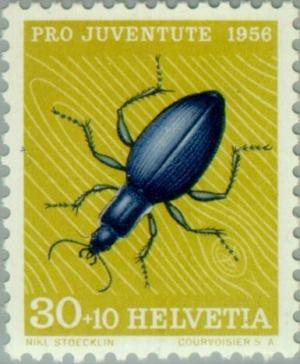 Colnect-140-040-Blue-Ground-Beetle-Carabus-Intricatus.jpg