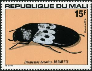 Colnect-2223-500-Dermestid-Beetle-Dermestes-bromius.jpg
