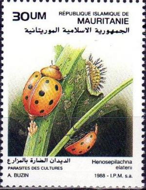 Colnect-3075-193-Pumpkin-Ladybird-Beetle-Henosepilachna-elaterii.jpg