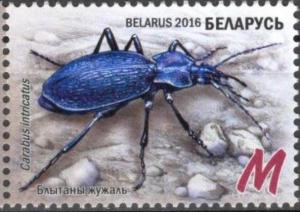 Colnect-3129-347-Blue-Ground-Beetle-Carabus-intricatus.jpg