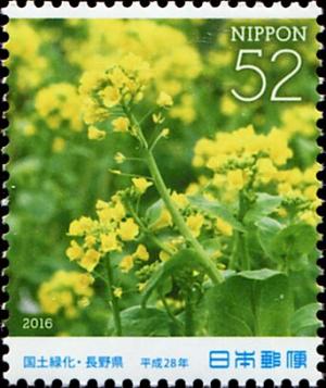 Colnect-5614-740-Rapeseed-Blossoms-Brassica-rapa.jpg