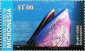 Colnect-5812-441-Bryde-s-whale.jpg
