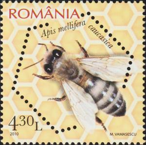 Colnect-6111-794-Caucasian-Honey-Bee-Apis-mellifera-caucasica-.jpg