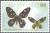 Colnect-3131-612-Queen-Victoria-s-Birdwing-Ornithoptera-victoriae.jpg