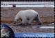 Colnect-2576-212-Polar-Bear-Ursus-maritimus.jpg