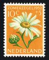Colnect-2192-520-Ox-eye-Daisy-Chrysanthemum-leucanthemum.jpg